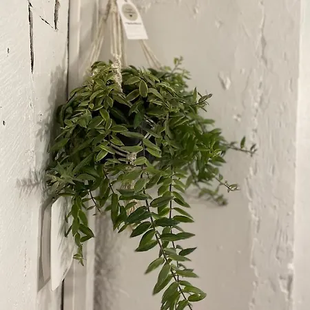 Апартаменты Cosy En Plein Coeur Historique